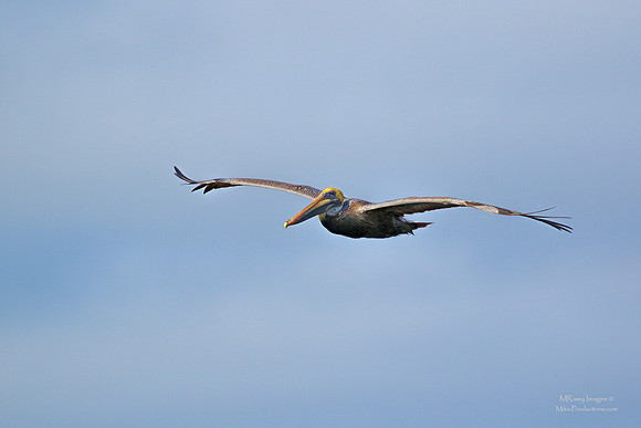Pelican