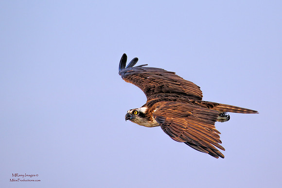 Osprey, St Johns River Florida, Ocala National Forest