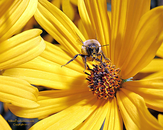 Bumble Bee