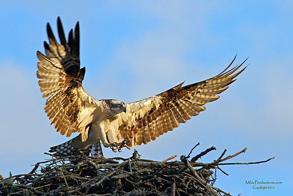 Osprey