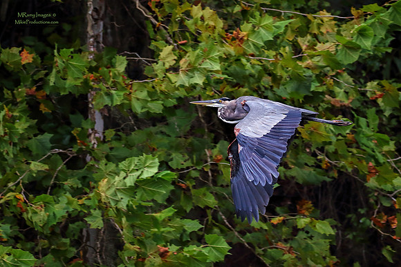Great Blue Heron