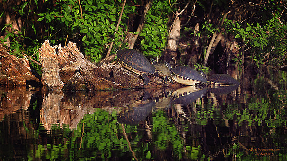 Turtles