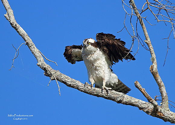 Osprey