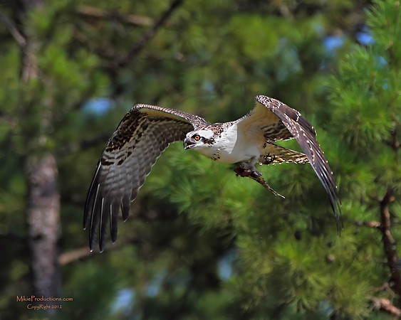 Osprey