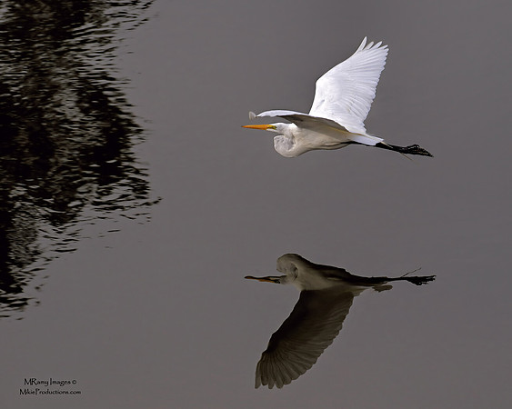 Egret