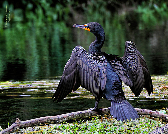 Cormorant, Silver River, Ocala National Forest