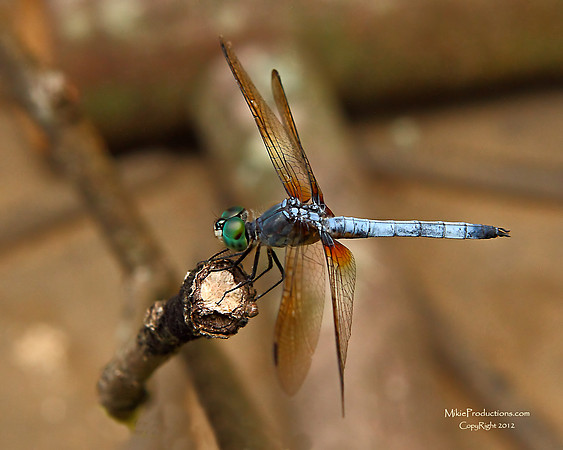Dragonfly