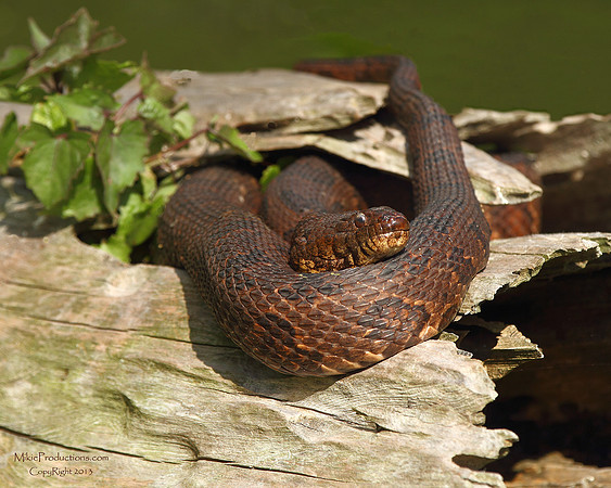 Florida Brown Snake