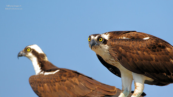 Osprey, St Johns River Florida, Ocala National Forest