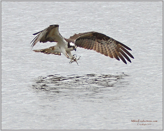 Osprey Fishing