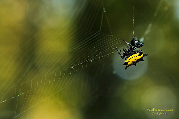 Kite Spider