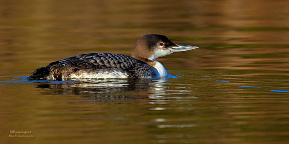 Loon