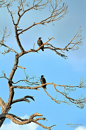 Bald Eagles (juveniles)
