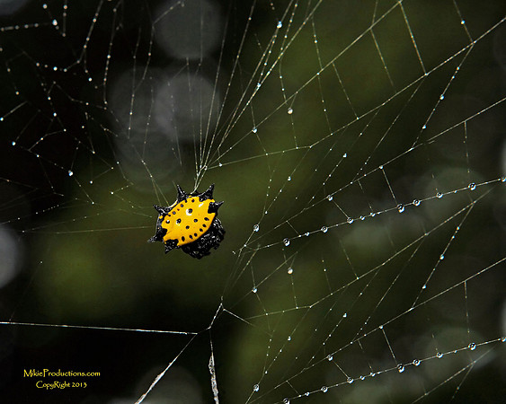 Kite Spider