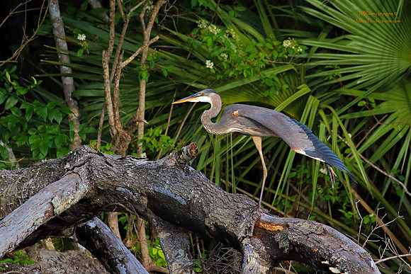 Great Blue Heron