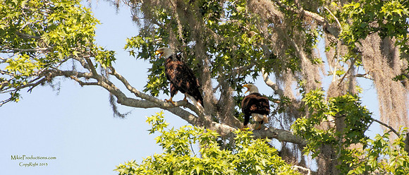 Bald Eagles
