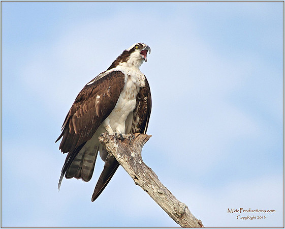 Osprey