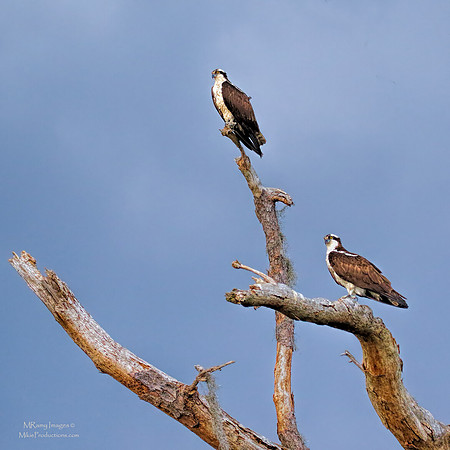 Osprey, St Johns River Florida, Ocala National Forest