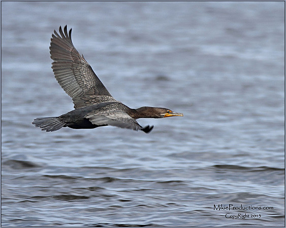 Cormorant