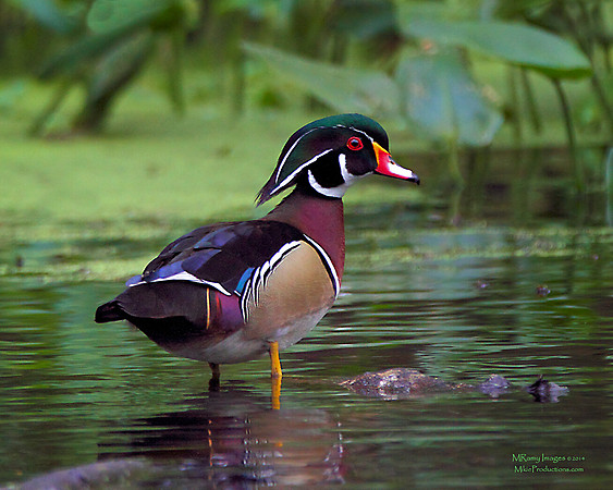 Wood Duck