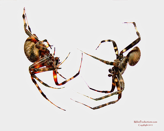 Spider