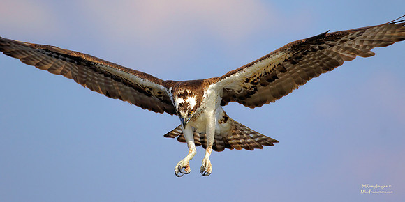 Osprey, St Johns River Florida, Ocala National Forest