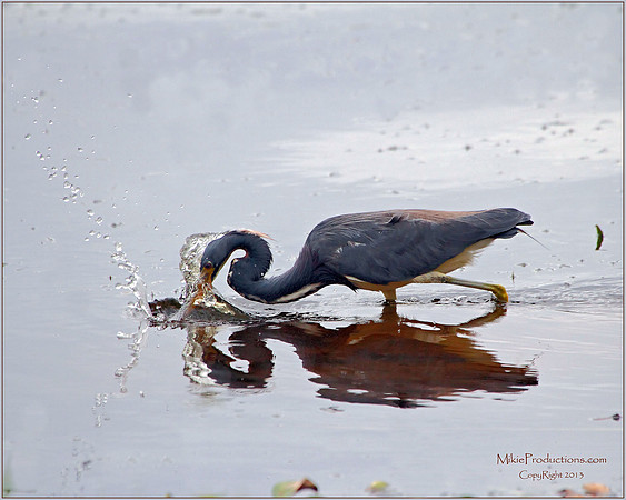 Tri-Colored Heron