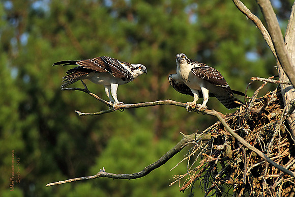 Osprey
