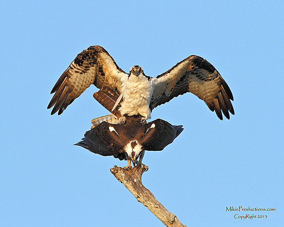 Osprey