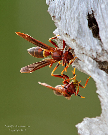 Bees, Wasp