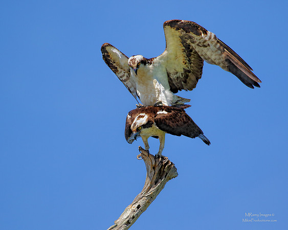 Osprey, St Johns River Florida, Ocala National Forest