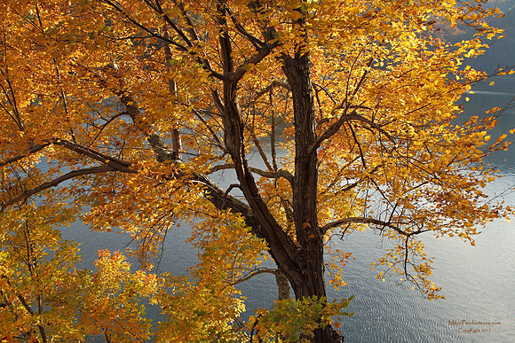 Fall Color