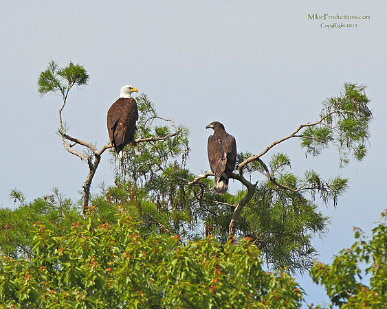 Bald Eagles