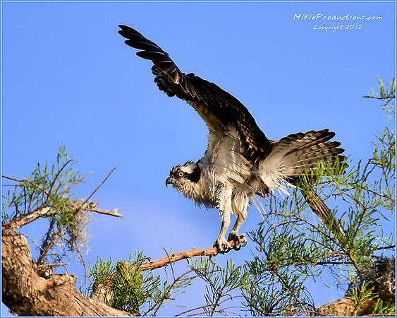 Osprey