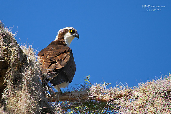 Osprey