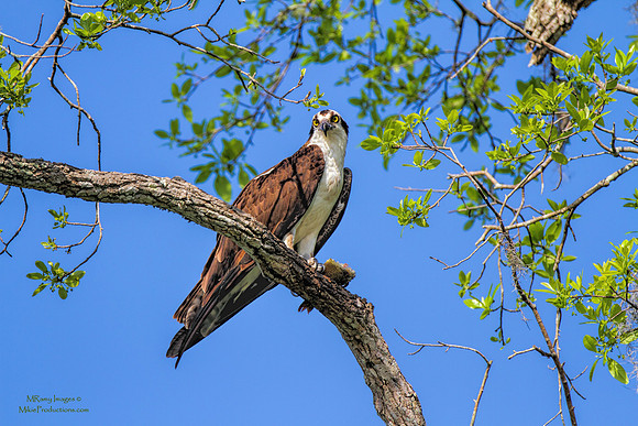 Osprey, St Johns River Florida, Ocala National Forest