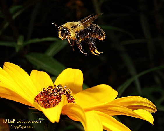 Bumble Bee