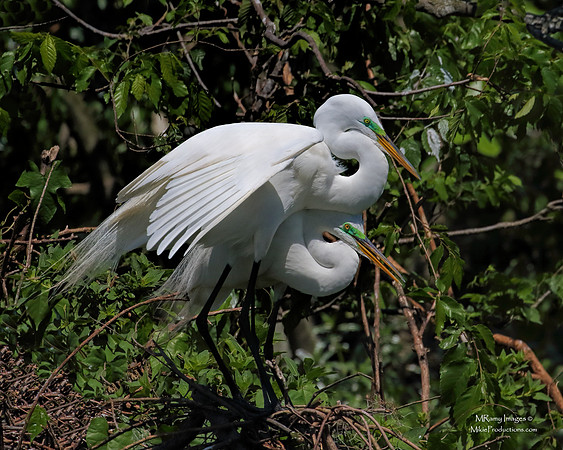 Egret, (Ocala National Forest), (St Johns River)
