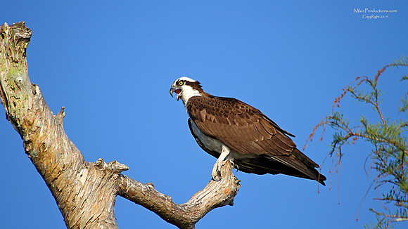 Osprey calling mate