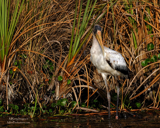 (Wood Stork), (Ocala National Forest), (Salt Springs Florida)