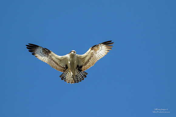 Osprey, St Johns River Florida, Ocala National Forest