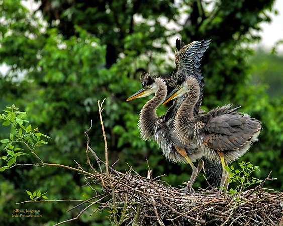 Great Blue Heron, Rookery, St Johns River, Ocala National Forest, Florida