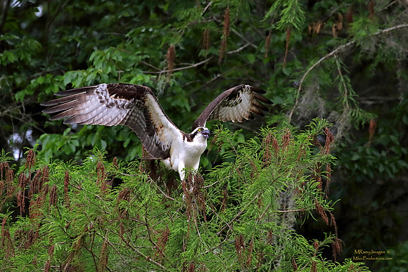 Osprey, St Johns River Florida, Ocala National Forest
