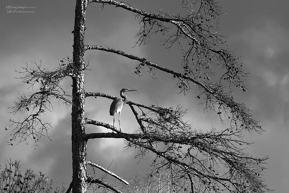 Great Blue Heron