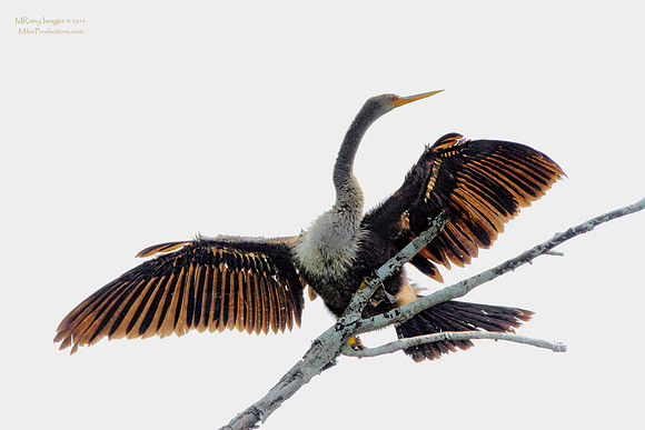 Anhinga