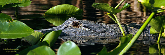 Florida Alligator