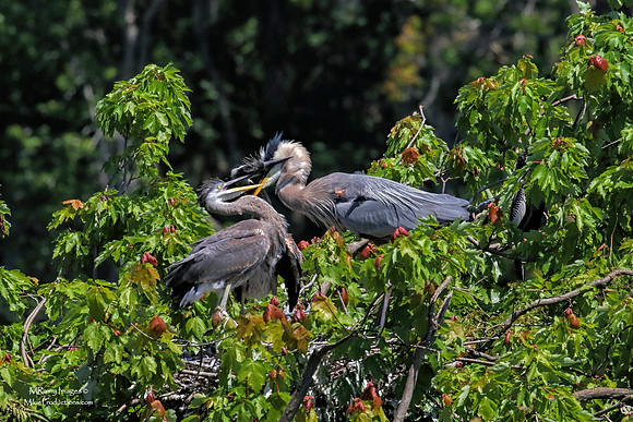 Great Blue Heron, Florida, Rookery, St Johns River, Ocala National Forest