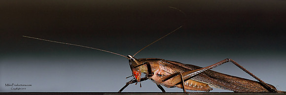 Grasshopper