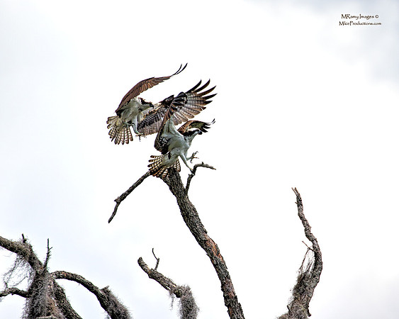 Osprey, St Johns River Florida, Ocala National Forest
