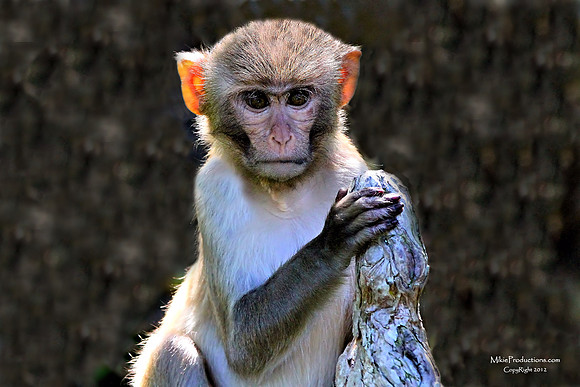 Rhesus Monkey